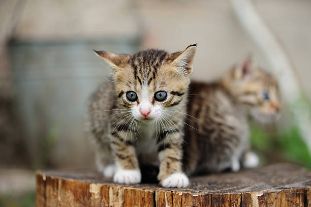 istock lovely kitty with blue eyes 518025056