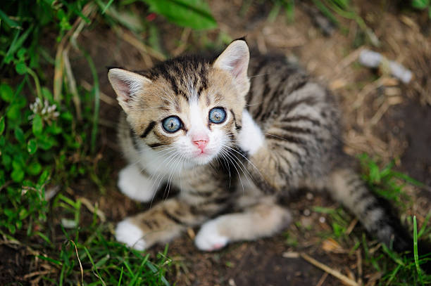 istock lovely kitty with blue eyes 518025226