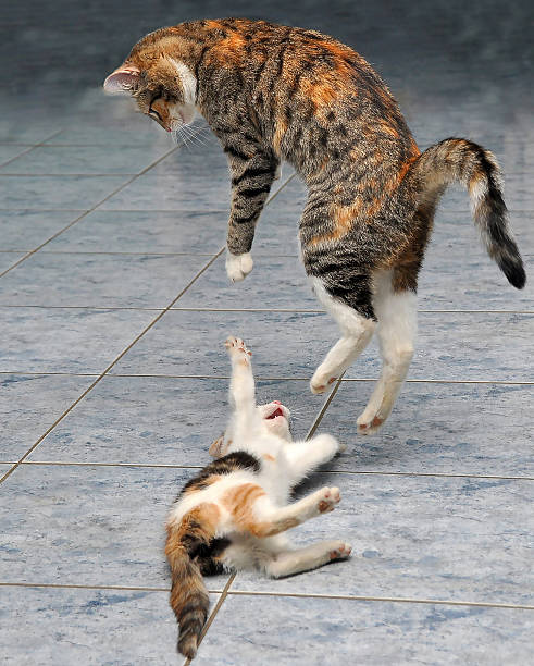 istock Cat games in kung fu. 518026548