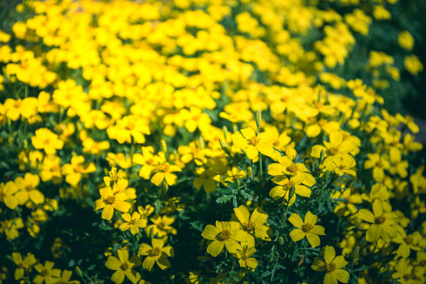 istock Yellow flower with vintage background 518026892