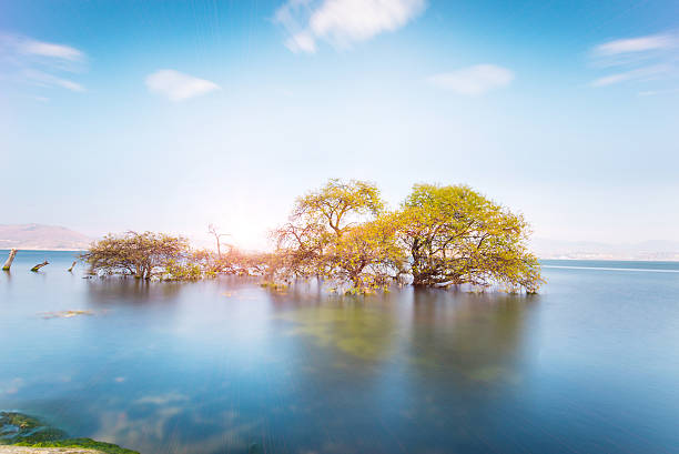 istock Tree in Dali, Erhai, Yunnan 518027694