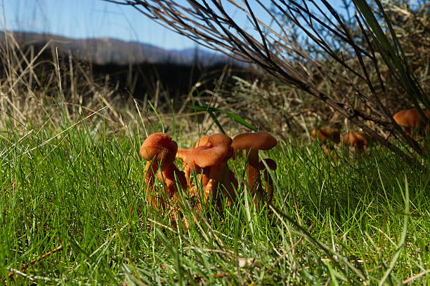 Colony of Mushrooms Laccaria Laccata -  Colonia de Setas  Laccaria Colony of mushrooms Laccaria laccata among the grass, in a pine forest and mountain scenery background -  Colonia de Setas  Laccaria laccata entre hierba, en un pinar y con fondo de paisaje montañoso laccata stock pictures, royalty-free photos & images
