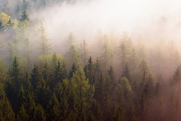 Dreamy misty forest  landscape. Majestic peaks of old trees  cut lighting mist. Deep valley is full of colorful fog and rocky hills are sticking up to Sun.