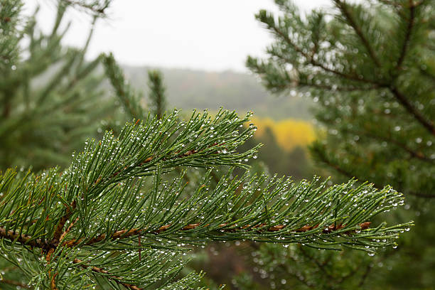 Pine Rain Drops - Pino con Gotas de Agua Lluvia Pine branches with drops of rainwater or dew in the morning - Ramas de pino con gotas de agua de lluvia o  rocio de la mañana lluvia stock pictures, royalty-free photos & images