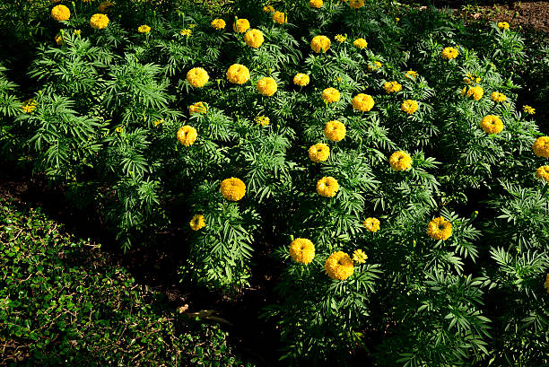 marigolds - houseplant marigold flower annual imagens e fotografias de stock