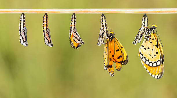 istock Mature cocoon transform to Tawny Coster butterfly 518028784