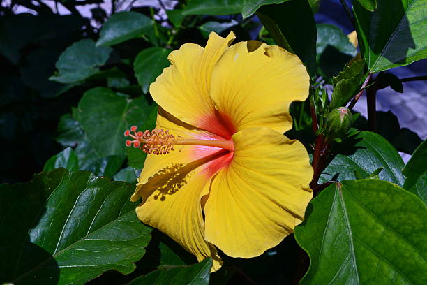 istock Beautiful Hibiscus flower 518028922