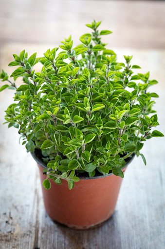 Fresh Oregano herbs in a garden pot