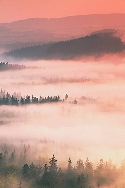 istock Dreamy misty forest  landscape.  Trees  cut lighting mist in valley 518029278