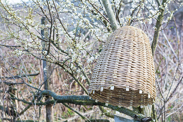 istock Handmade beehive to capture bee swarms in nature 518031042