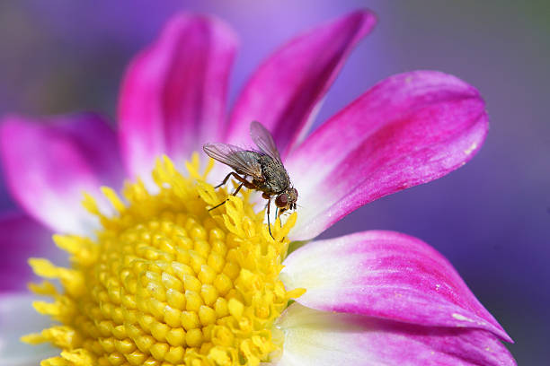istock Fly on pink dahlia 518031260