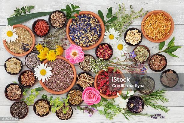 Medicinal Herbs And Flowers Stock Photo - Download Image Now - Cowslip, Aloe Vera Gel, Alternative Medicine