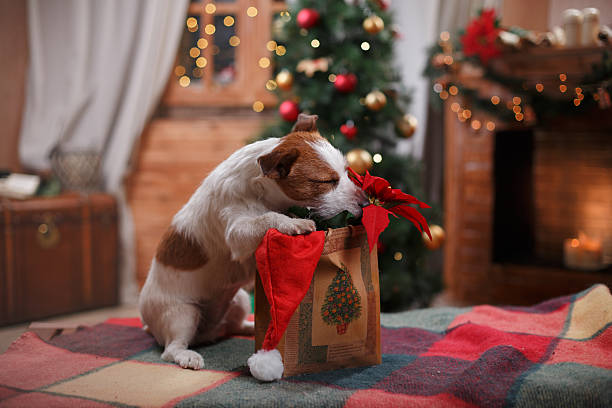 istock Dog Jack Russell Terrier holiday 518033702