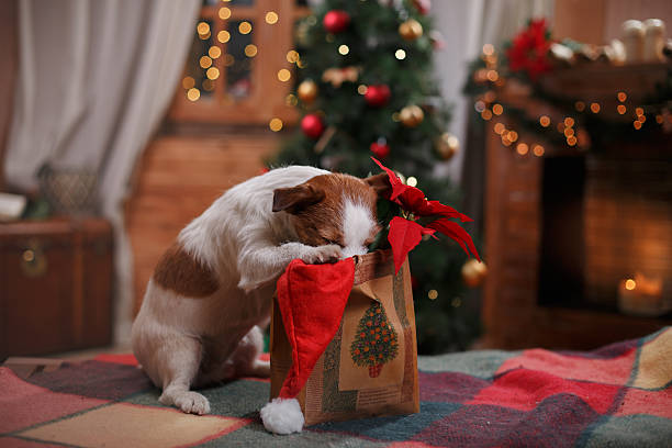 istock Dog Jack Russell Terrier holiday 518033750