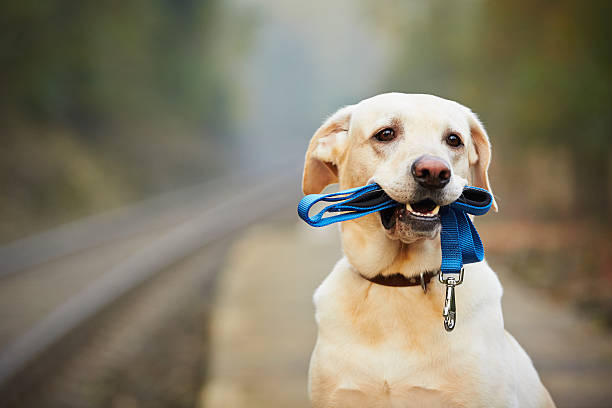 perro en la plataforma de tren - correa objeto fabricado fotografías e imágenes de stock