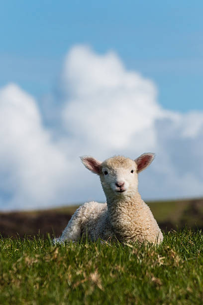 istock isolated baby lamb against blue sky 518038745