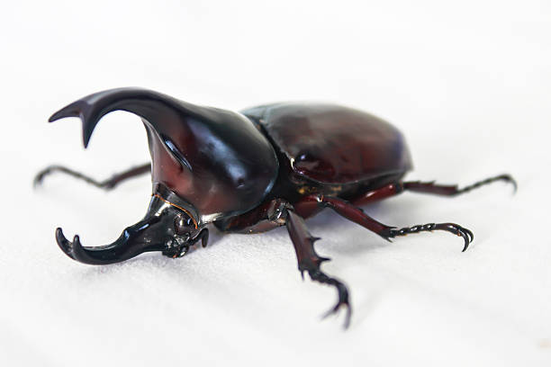 istock Thai rhinoceros beetle wilderness white isolated 518039129