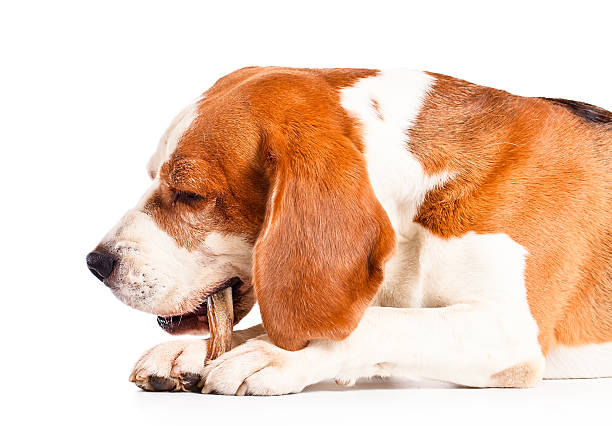 istock The dog gnaws a bone  , isolated on white 518040287
