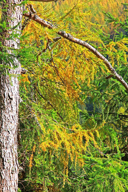 istock Autumn forest at High Tatras, Slovakia 518040651