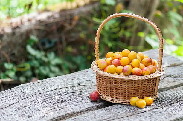 Mirabelles plums of Lorraine, France, in a wicker basket.