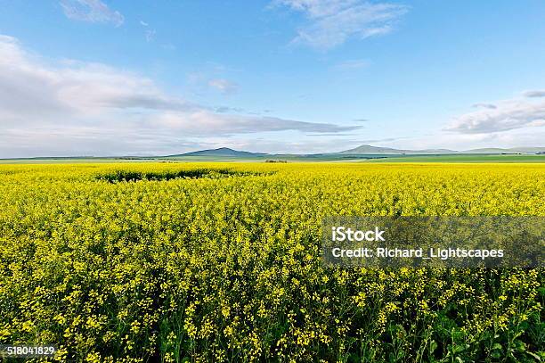 Foto de Campo De Canola e mais fotos de stock de Agricultura - Agricultura, Amarelo, Azul