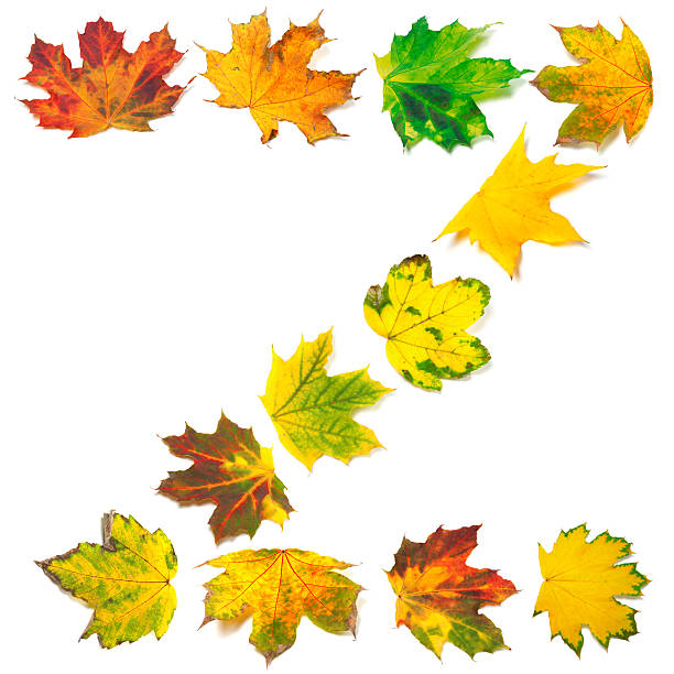 istock Letter Z composed of autumn maple leafs 518041979