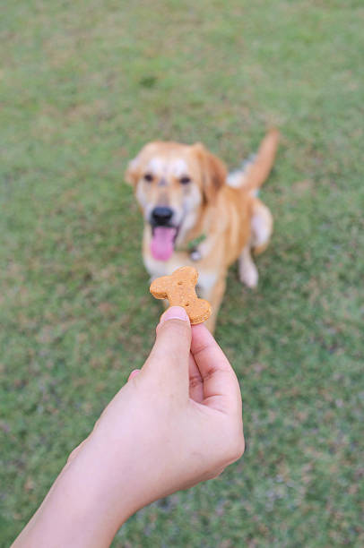 istock Giving Treat to Dog 518043313