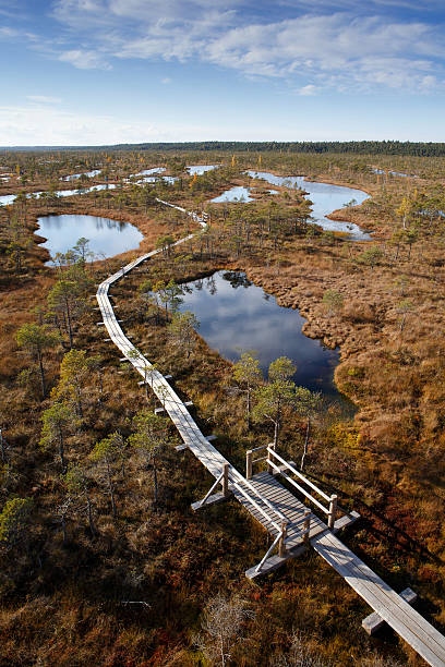 istock View to walking trail in swamp 518043675