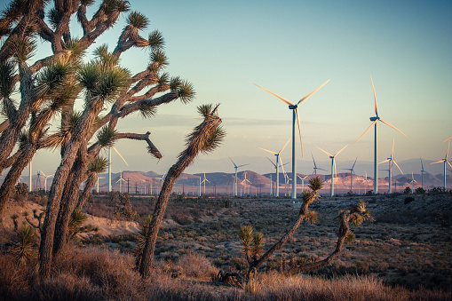 One of the largest wind turbine farms in California and the United States, located in the Tehachapi Pass through Kern County. The area is part of the Mojave Desert, and Joshua trees can be found amongst the fields of turbines.
