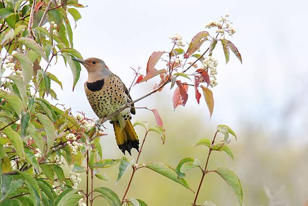 A female Yellow-Shafted Northern Flicker photographed in a white berried bush in Autumn.