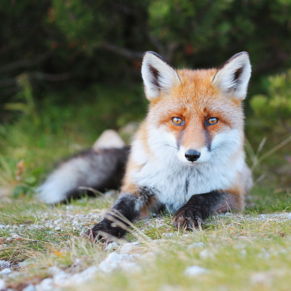 Wild Fox in High Tatras. Slovakia. 