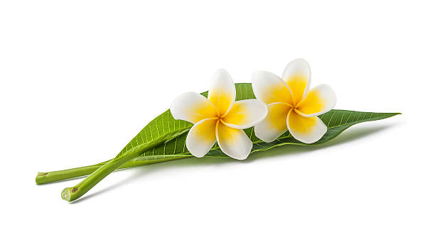 Frangipani Frangipani flowers with leaves isolated on white plumeria stock pictures, royalty-free photos & images