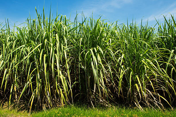 istock Sugarcane field and road with white cloud in Thailand 518044425
