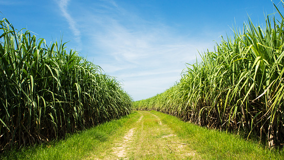 Sugarcane field y road y blanco nube en Tailandia photo