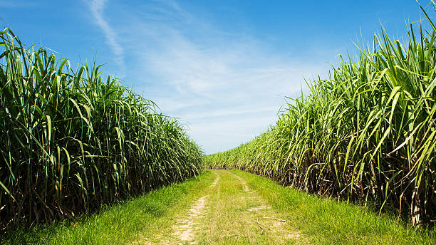 istock Sugarcane field and road with white cloud in Thailand 518044431