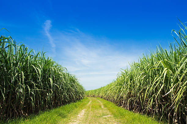 istock Sugarcane field and road with white cloud in Thailand 518044433
