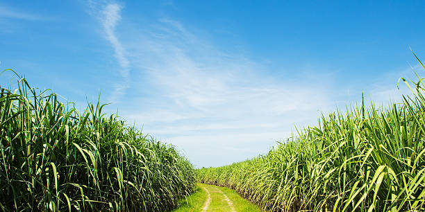 istock Sugarcane field and road with white cloud in Thailand 518044437