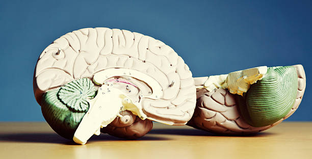 istock Split personality? No, it's a bisected medical brain model! 518044539