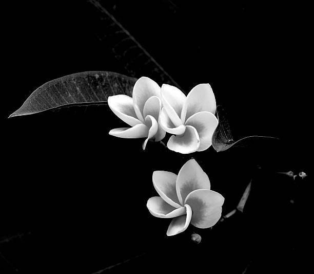 istock Black and white Plumeria on plant. 518044673