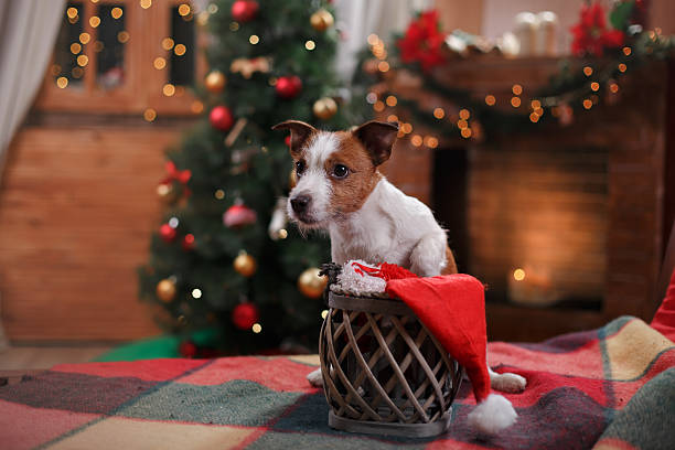 istock Dog Jack Russell Terrier holiday 518054578