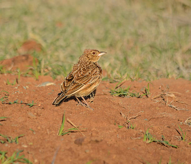 Rufous-naped Lark A Rufous-naped Lark perched on a pile of red sand, South Africa rufous naped lark mirafra africana stock pictures, royalty-free photos & images