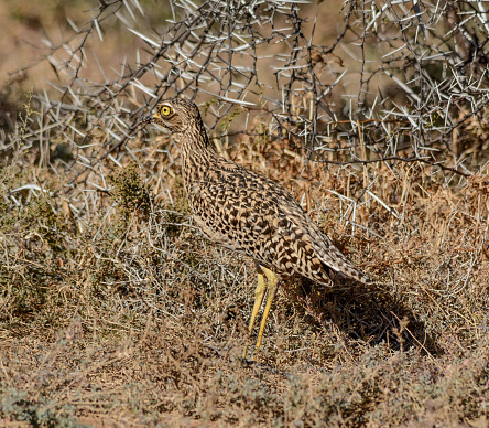 The spotted thick-knee also known as the spotted dikkop or Cape thick-knee, is a stone-curlew in the family Burhinidae. It is native to tropical regions of central and southern Africa