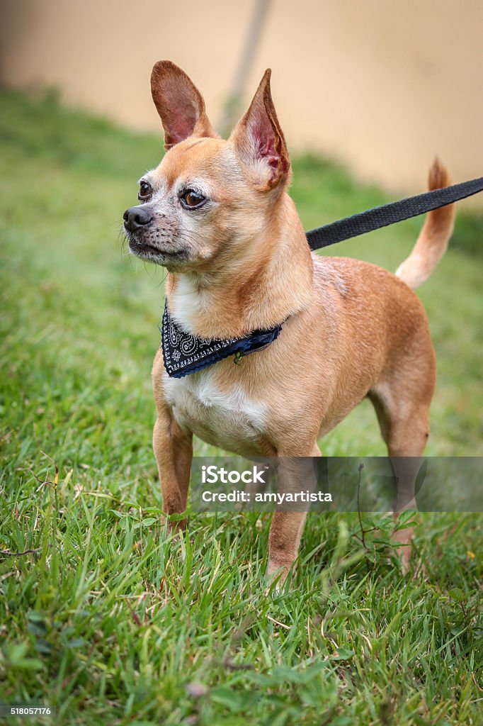 Chihuahua Dog chihuahua Dog in outdoor yard. Animal Stock Photo