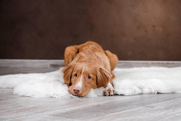 istock Nova Scotia Duck Tolling Retriever 518057894