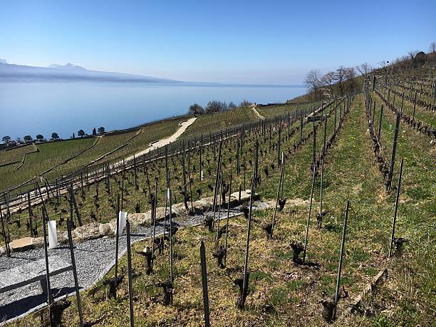 istock Vineyards by Lake Geneva 518057940