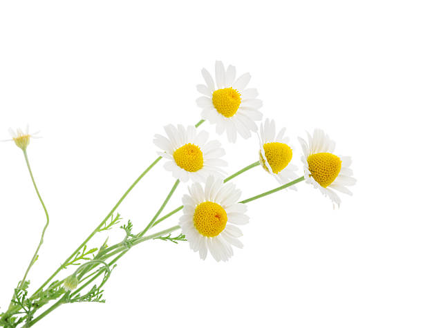 鎮静 に隔てられた白の背景。、シャドー - german chamomile drink chamomile plant chamomile ストックフォトと画像