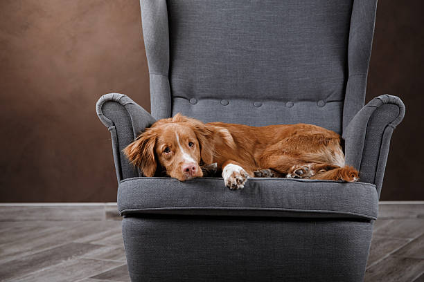 istock Nova Scotia Duck Tolling Retriever 518058688