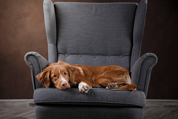 istock Nova Scotia Duck Tolling Retriever 518058766