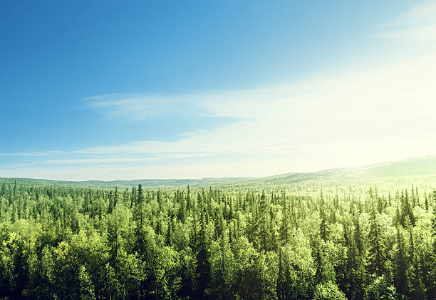 bosque de tiempo puesta de sol - panoramic summer tree europe fotografías e imágenes de stock