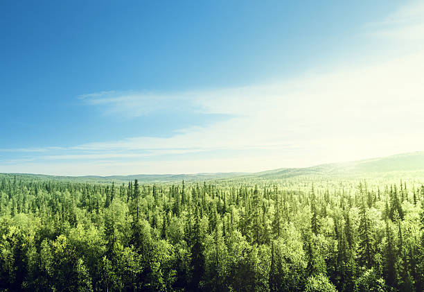 forest in sunset time forest in sunset time fir tree horizon forest woods stock pictures, royalty-free photos & images